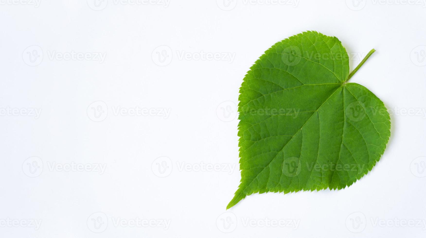 a linden leaf isolated on a white background with space for your text. Green leaves. photo