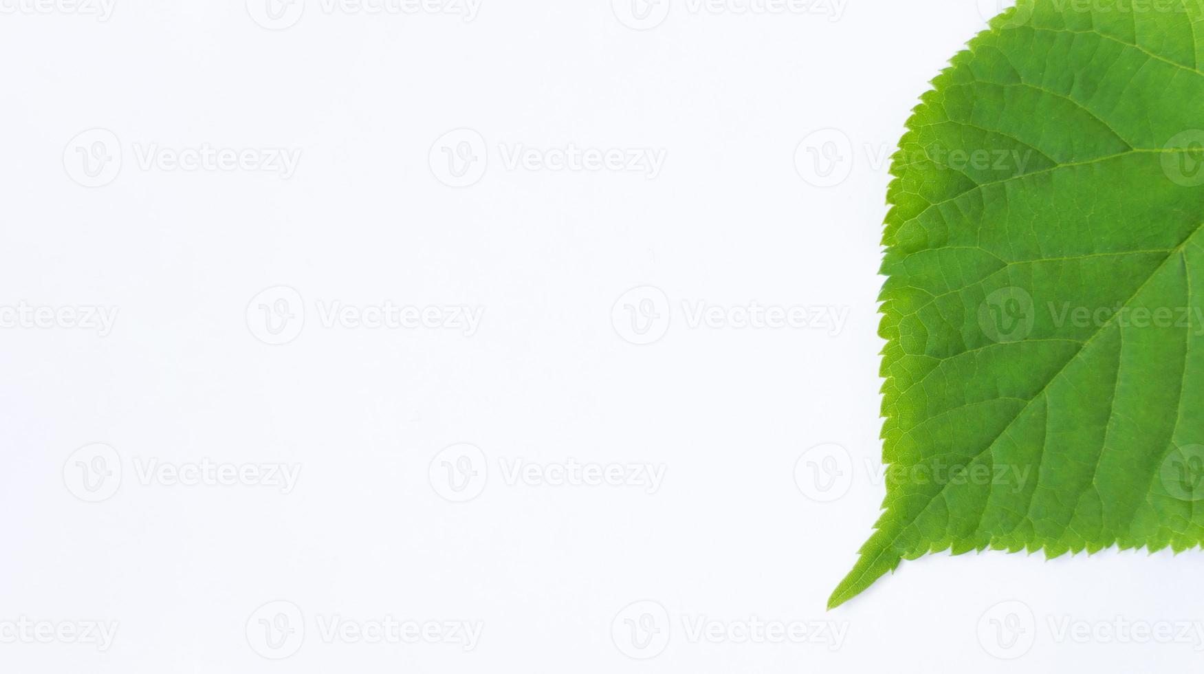 part of a linden leaf, isolated on a white background with space for your text. Green leaves. photo