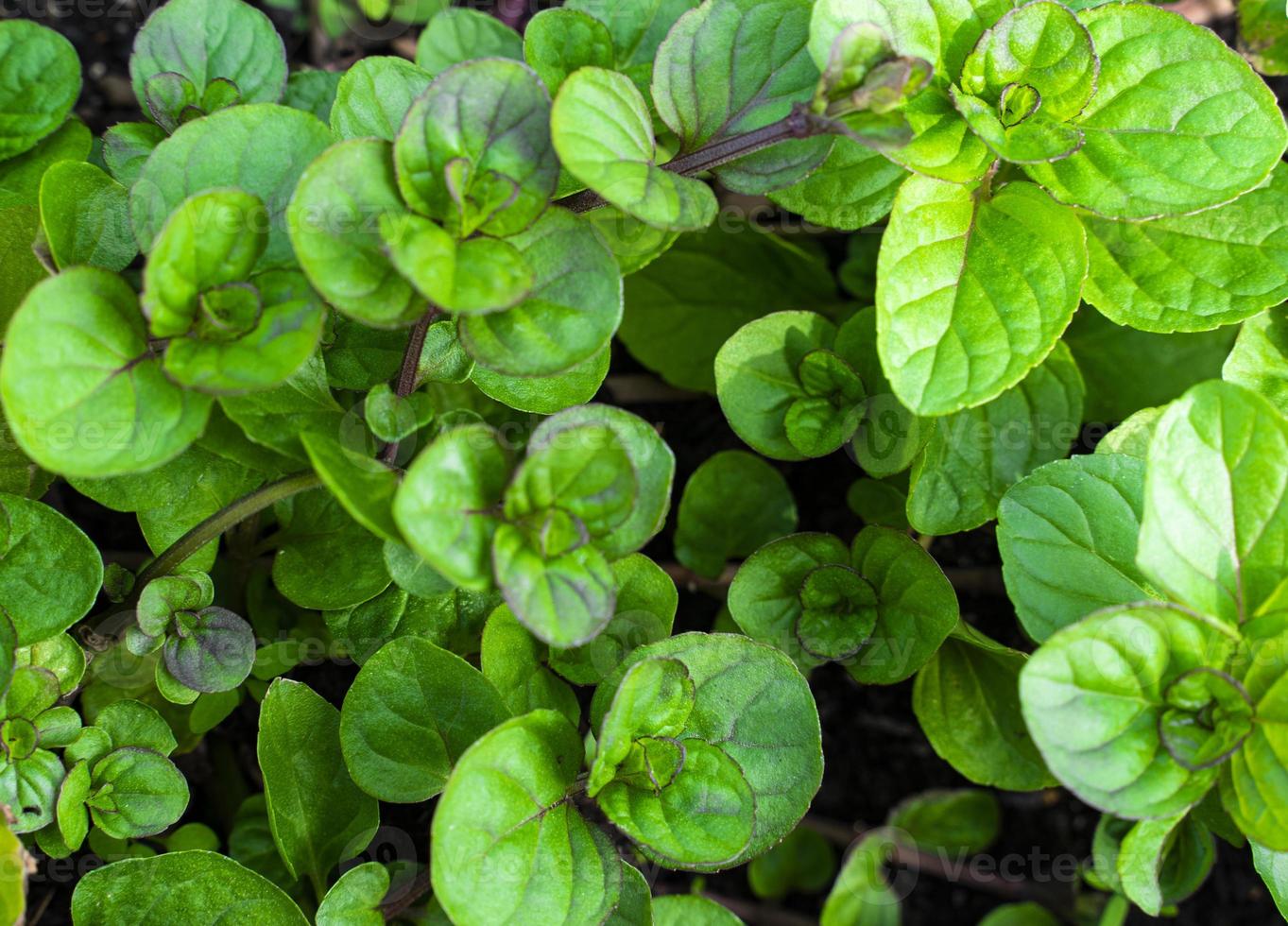 Background mint grown in the garden close-up, full frame, gardening, farming. photo