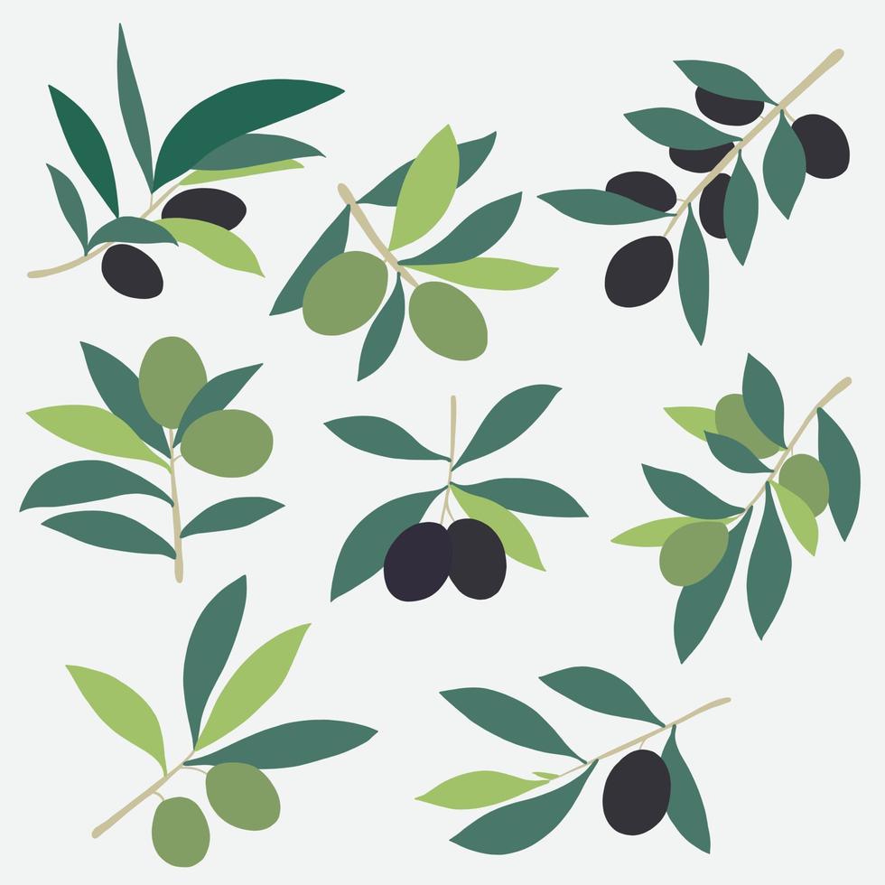 doodle freehand sketch drawing of olive fruit collection. vector