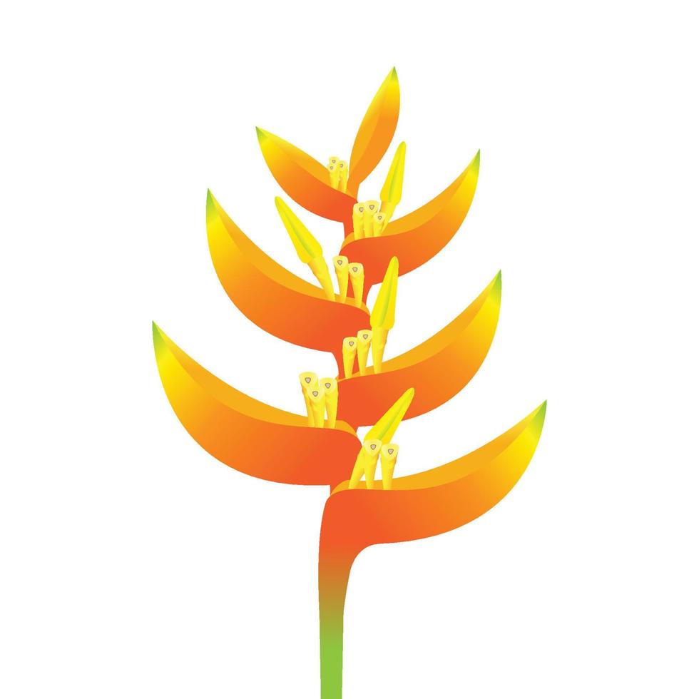 canna orange flower isolate vector