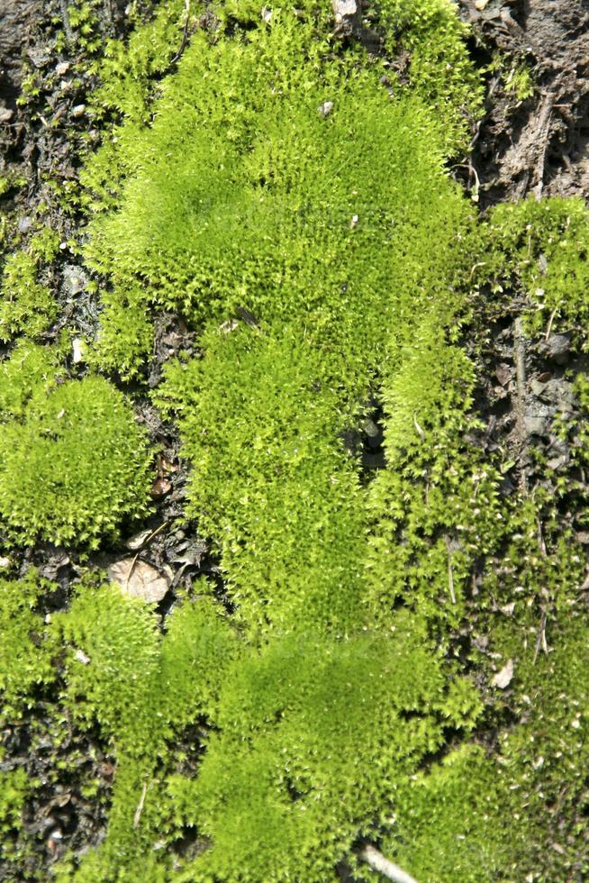 musgo verde pegado en la pared foto