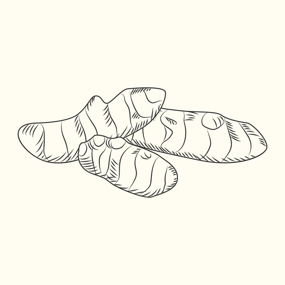 Hand drawn ginger root. Fresh ginger isolated on background. vector