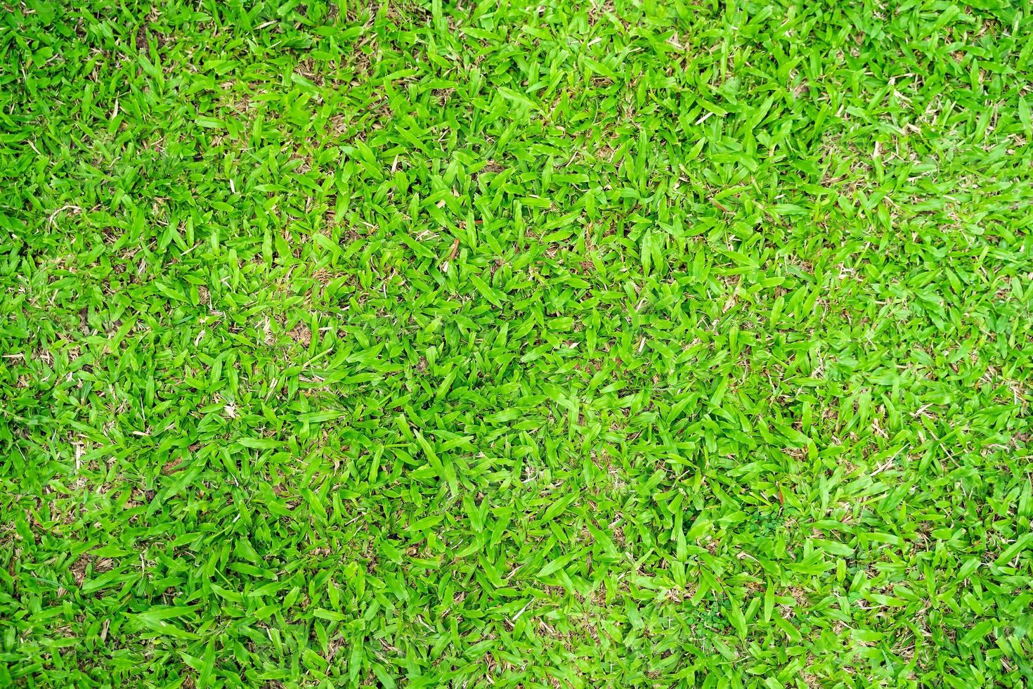 Green grass texture for background. Green lawn pattern and texture background. photo