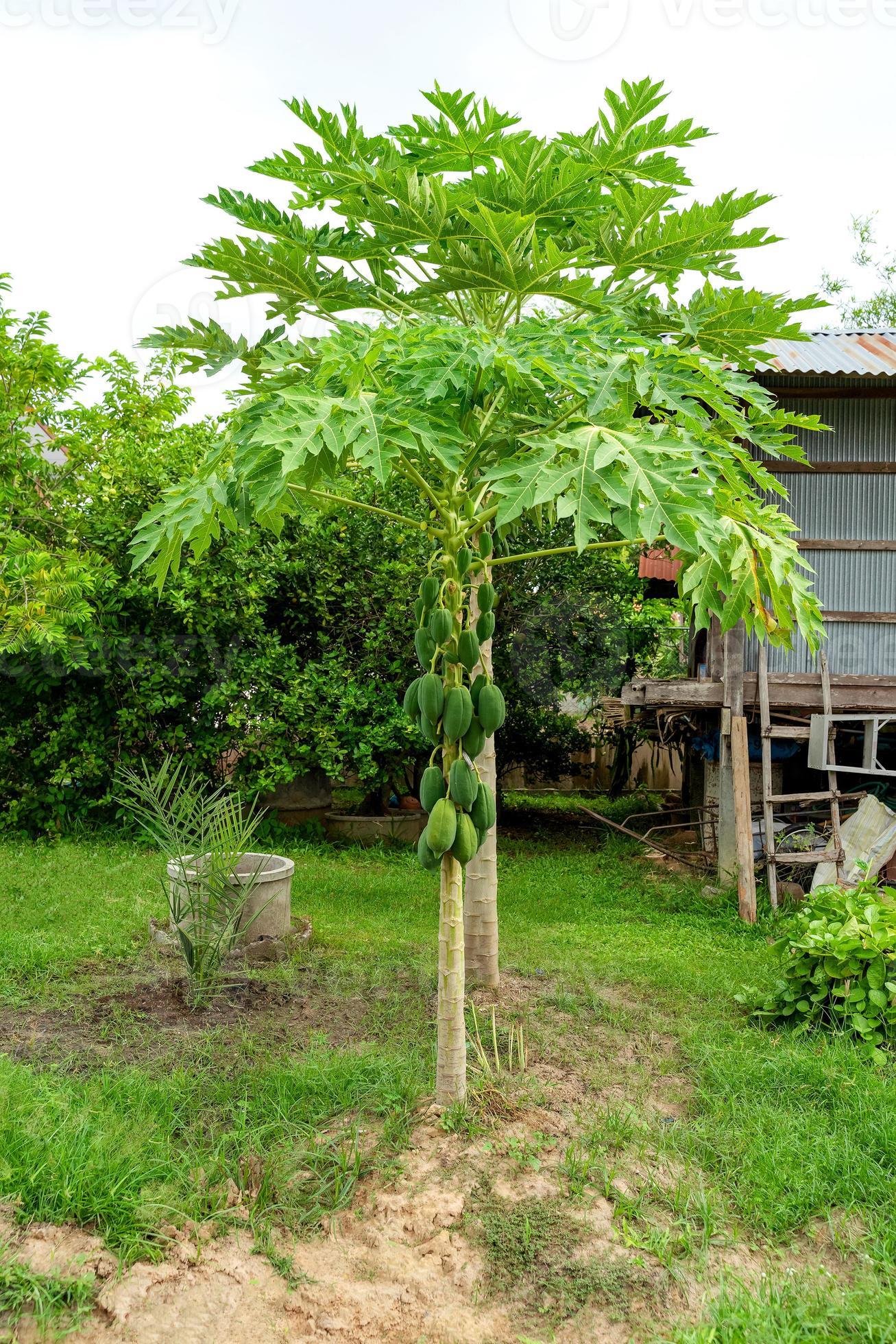 Papaya tree in backyard area. 5354666 Stock Photo at Vecteezy