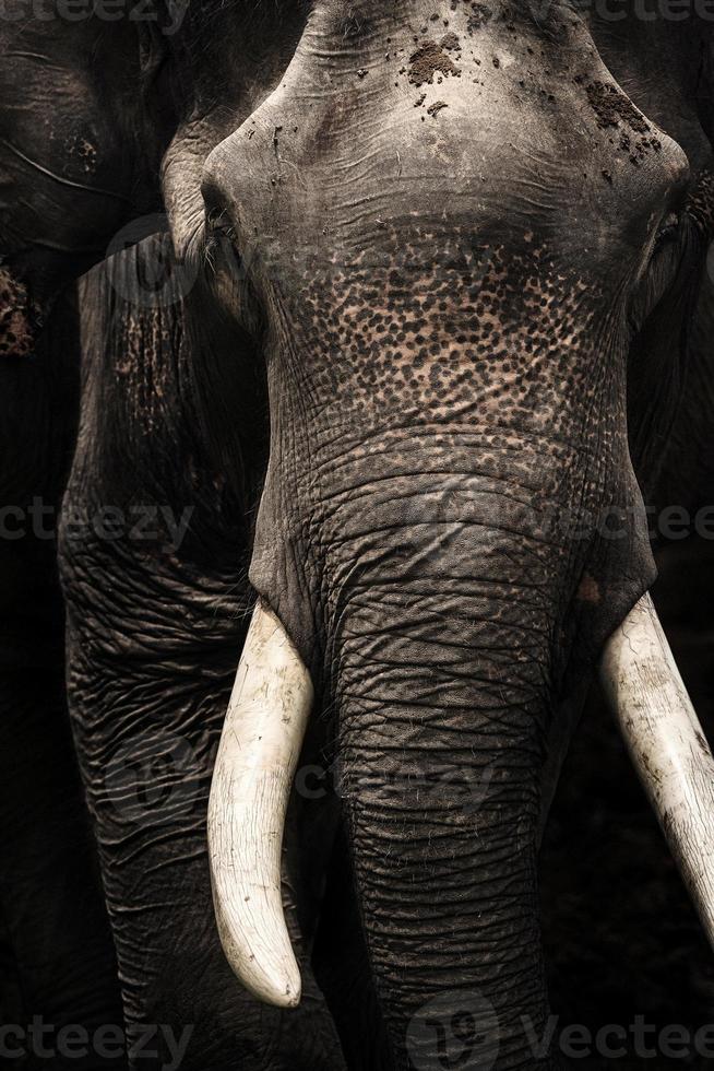 asia Elephant Head white ivory, tusk isolated on black background photo