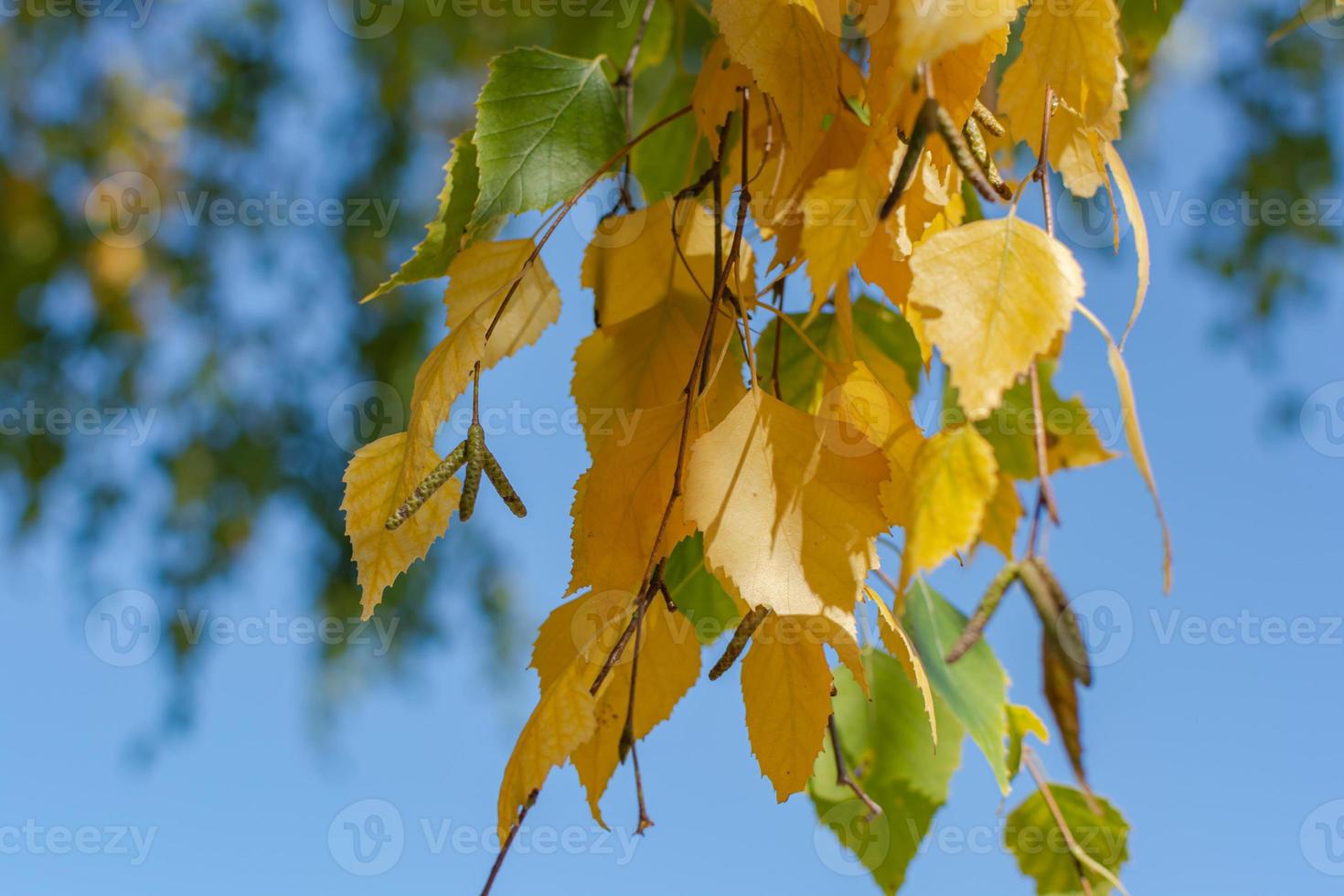 Autumn, yellow leaves on a birch branch. The theme of the seasons of the year. photo