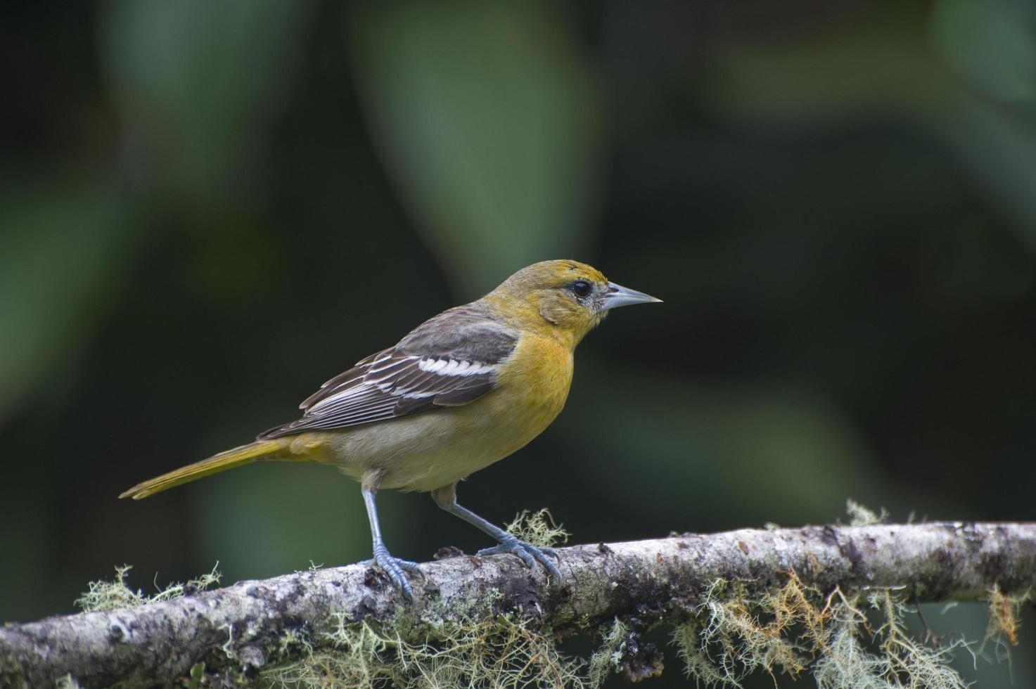 Baltimore Oriole youth 34 photo