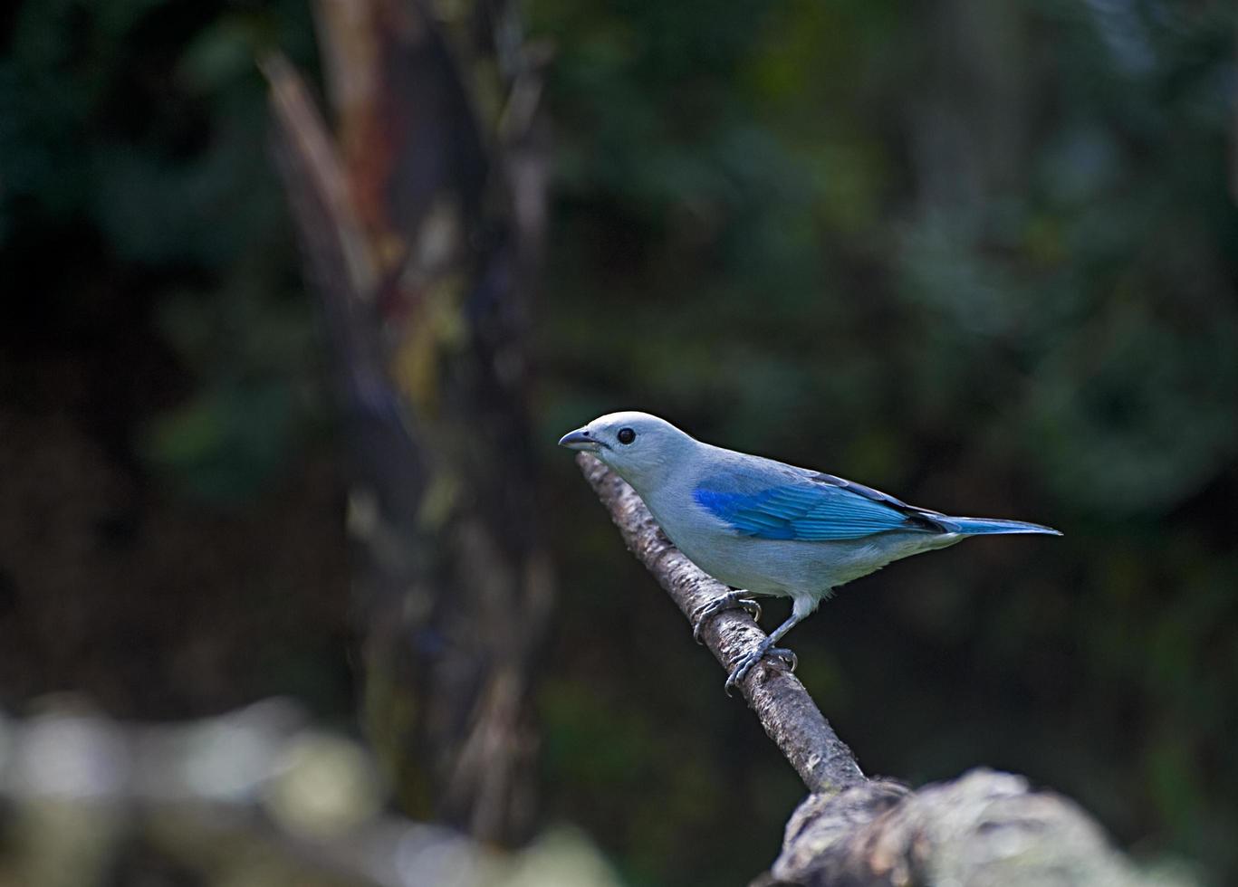 tangara azul gris 23 foto