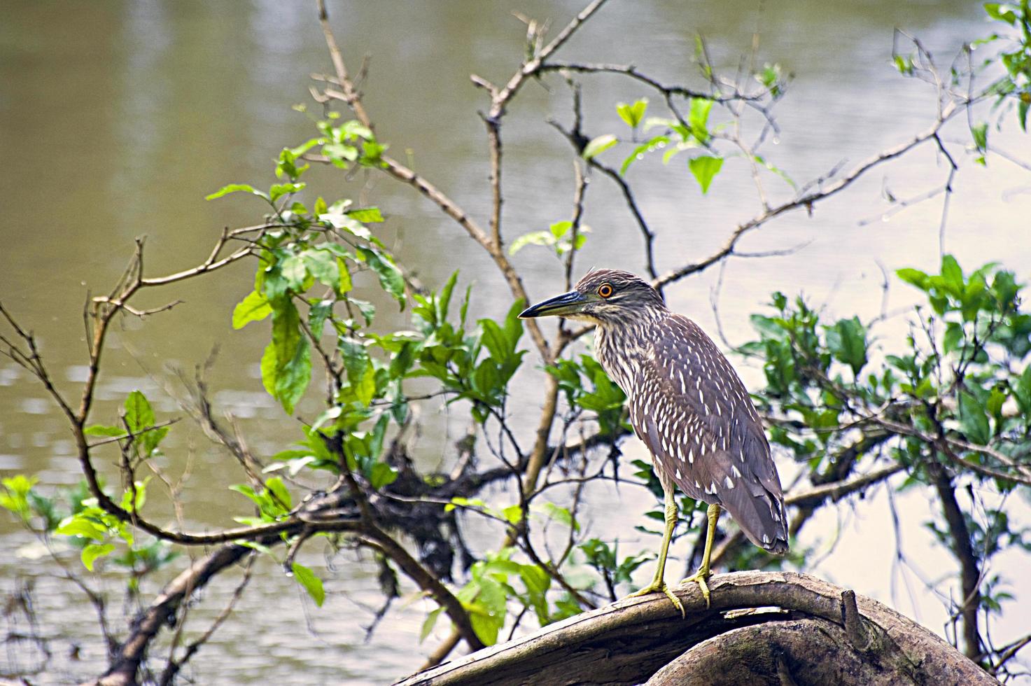 Black Crowned Nogth Heron youth photo