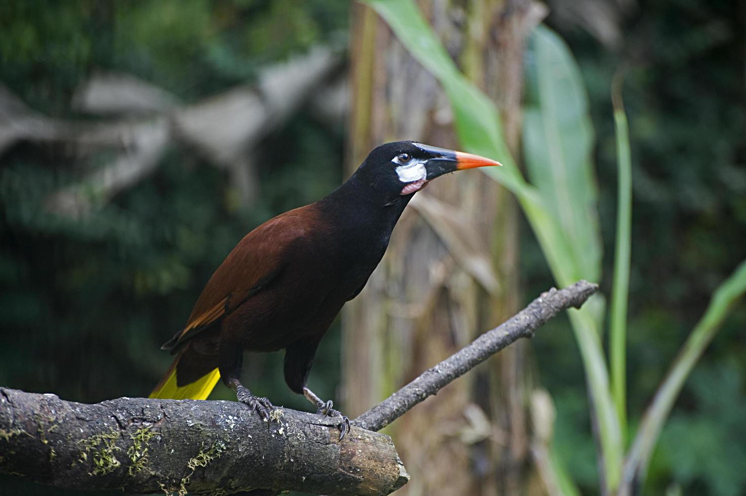 montezuma oropéndola v foto