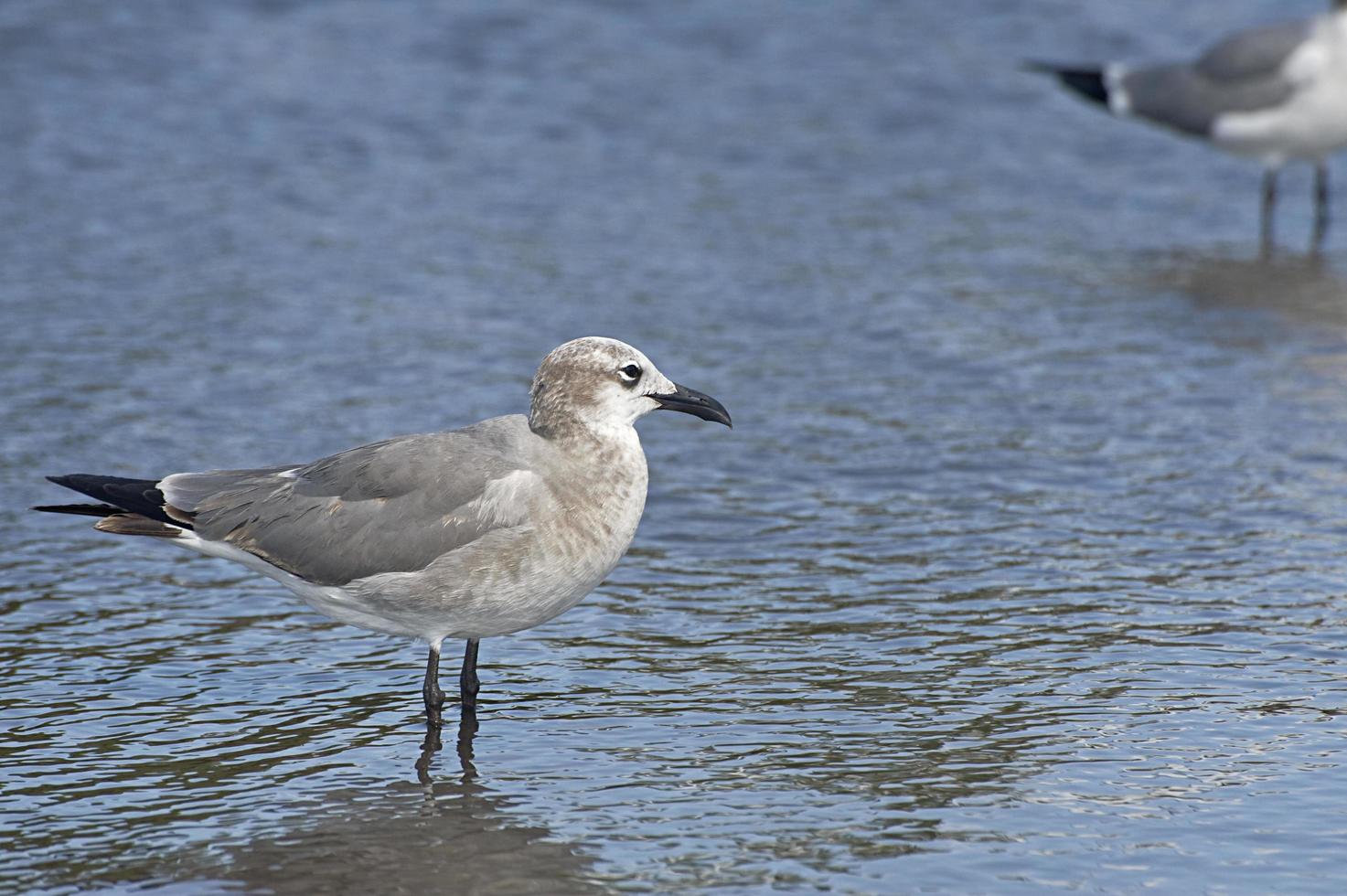 gaviota risueña 12 foto