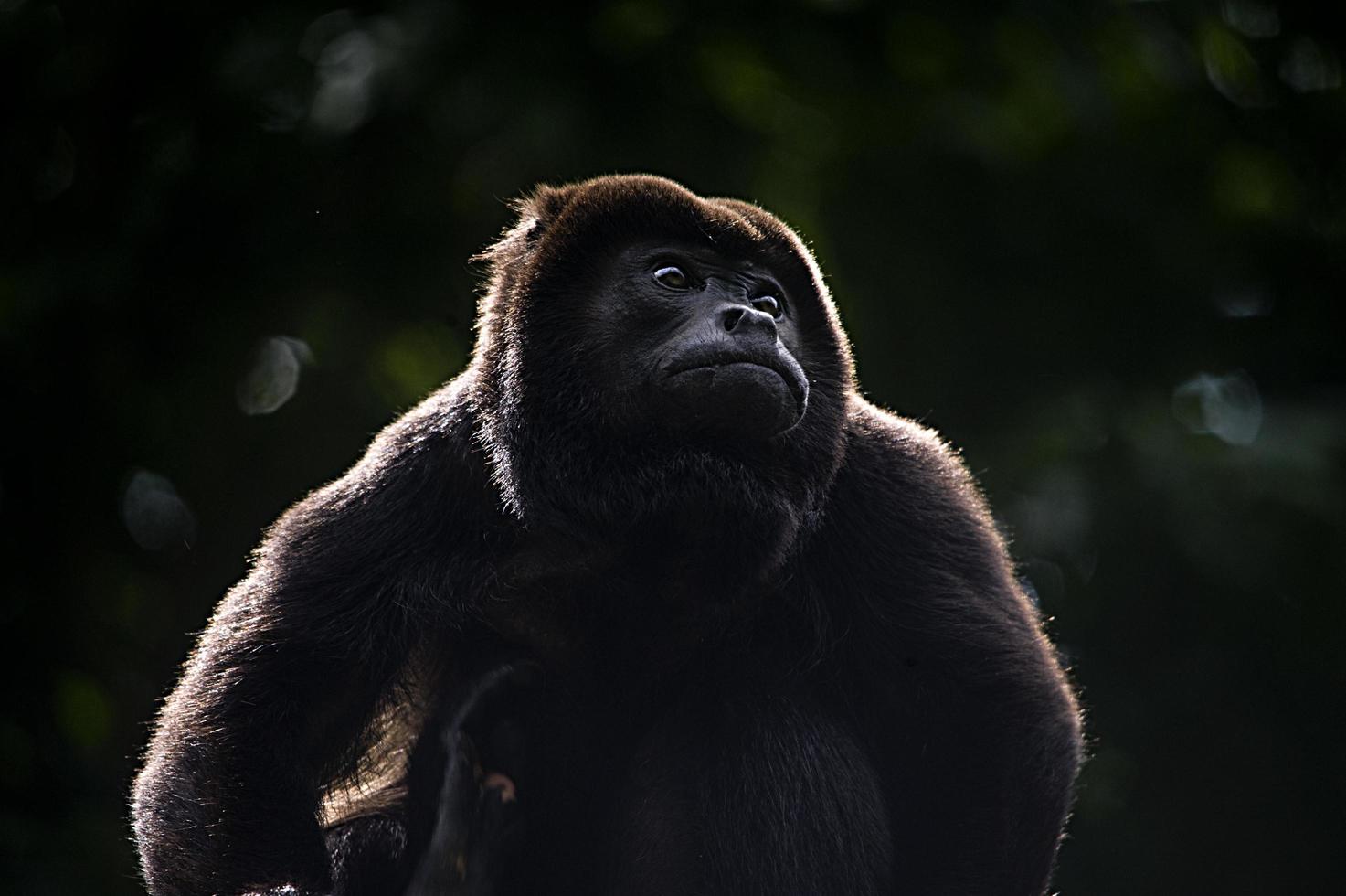 Mantled Howler Monkey portrait photo