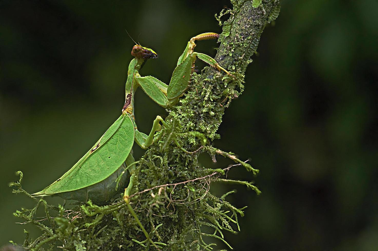 Peruvian Shield Mantis photo