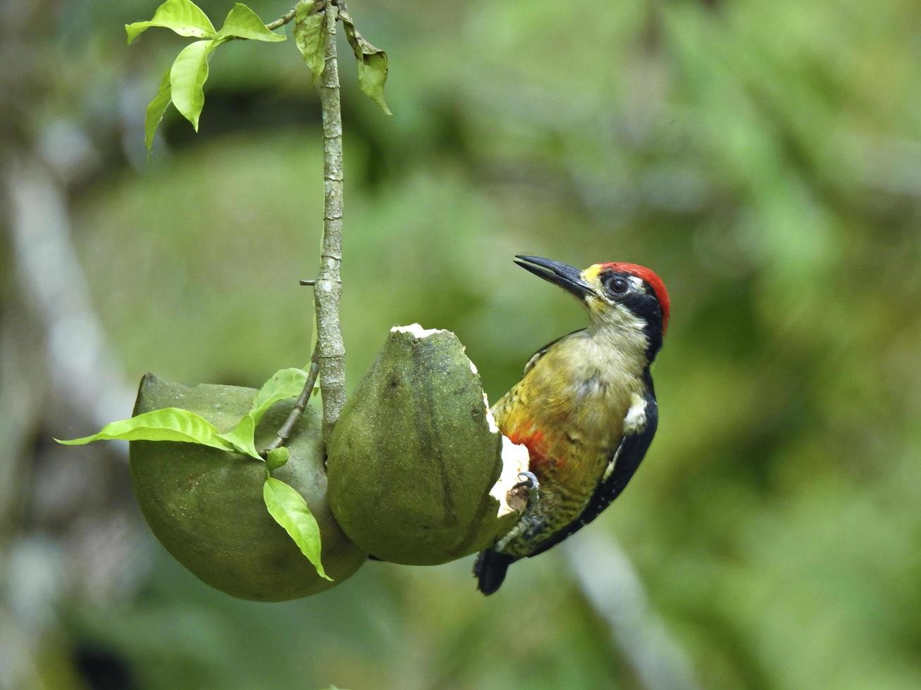 pájaro carpintero de mejillas negras 1 foto