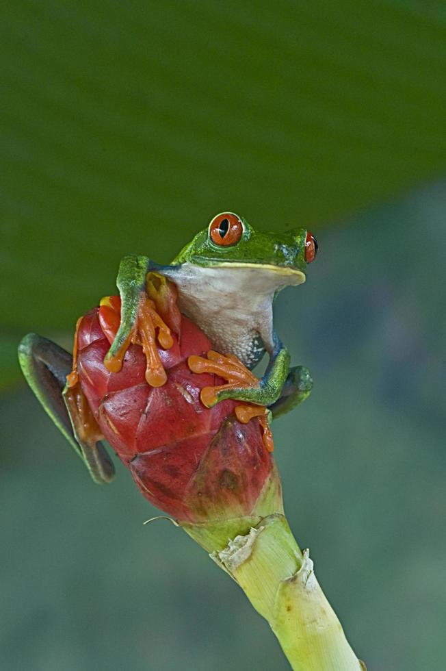 rana hoja de ojos rojos foto