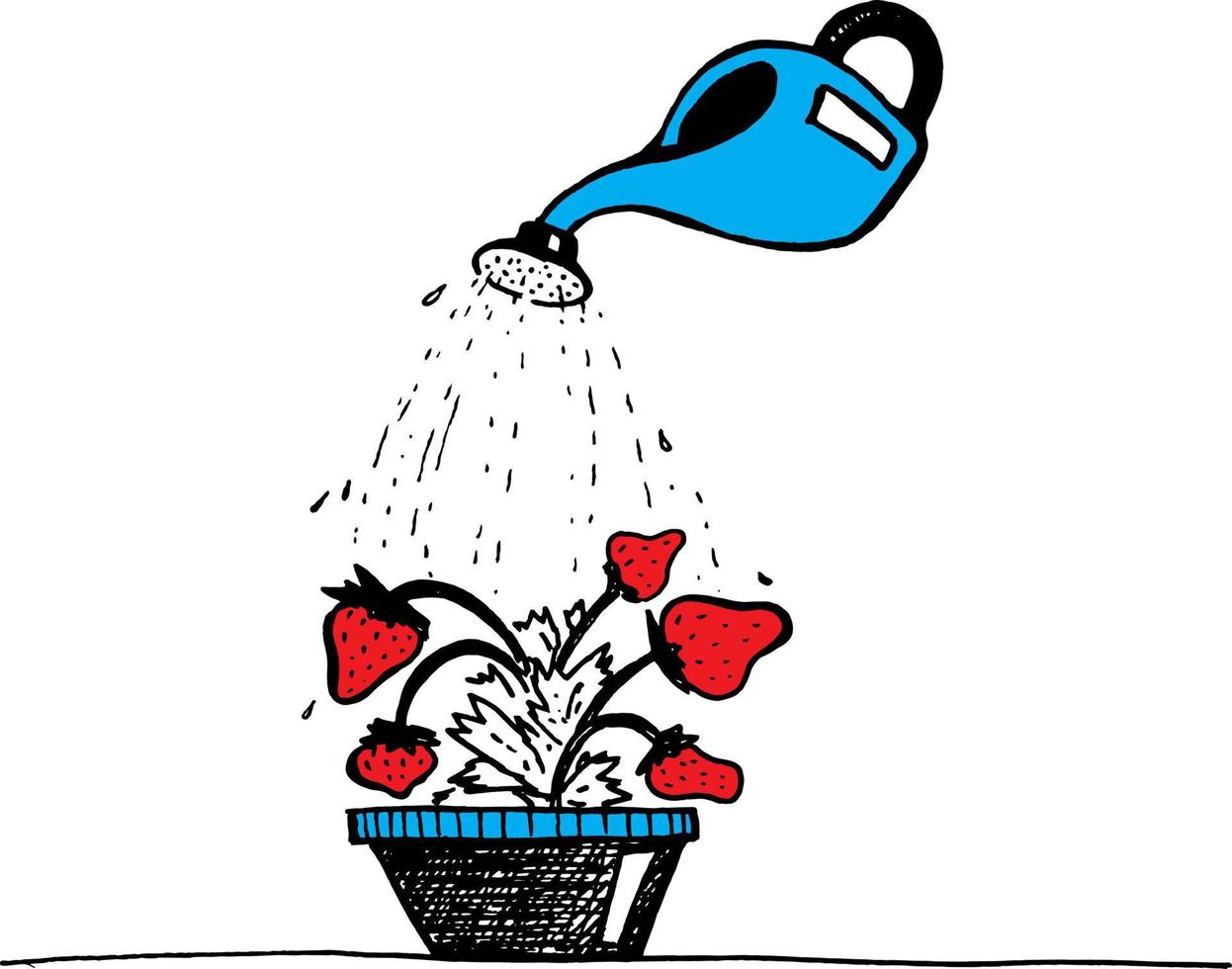 watering fresh strawberries with watering can vector