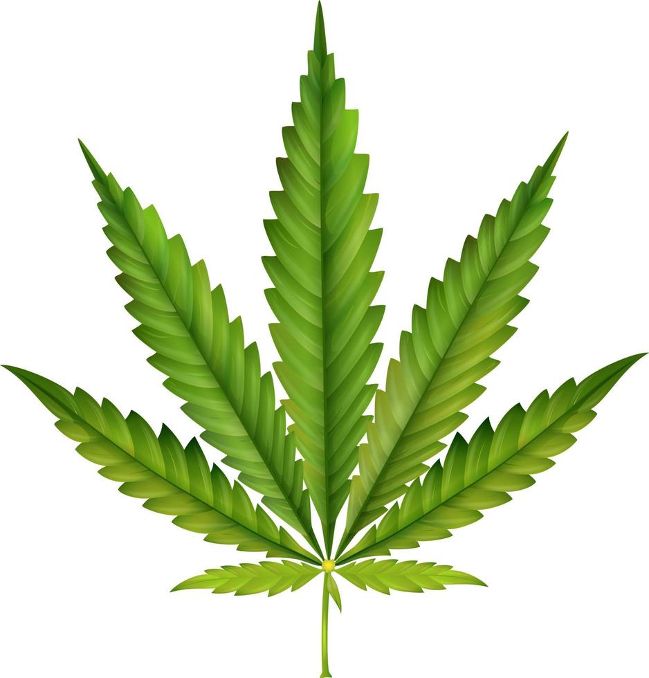 cannabis leaf illustration vector