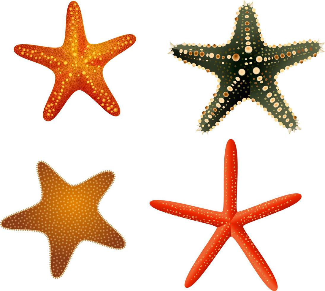 colección de estrellas de mar del océano vector