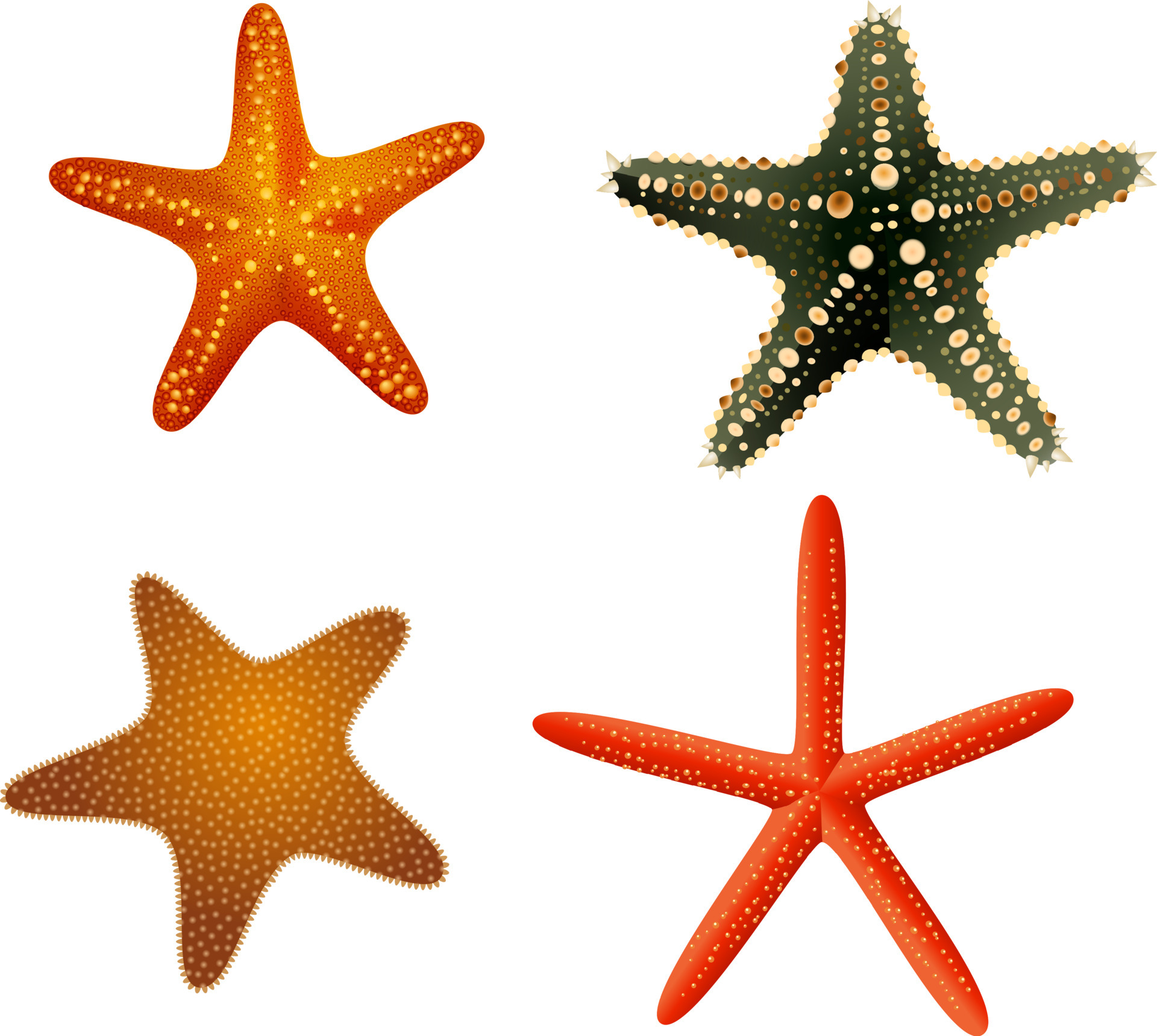 ocean starfish collection 5356937 Vector Art at Vecteezy
