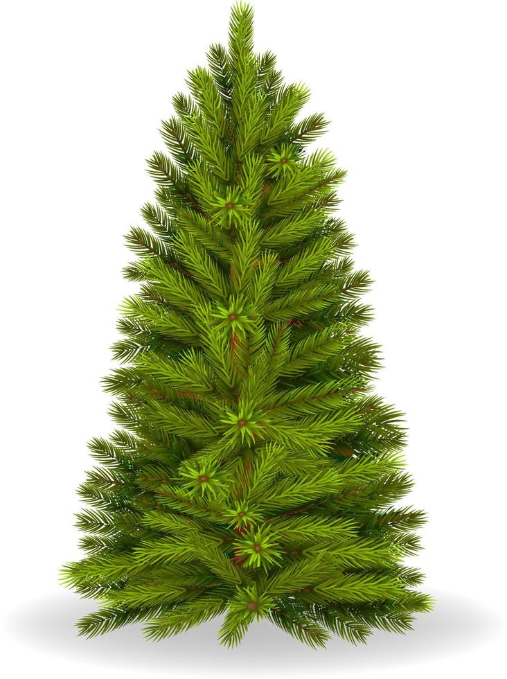 Illustration of pine tree vector