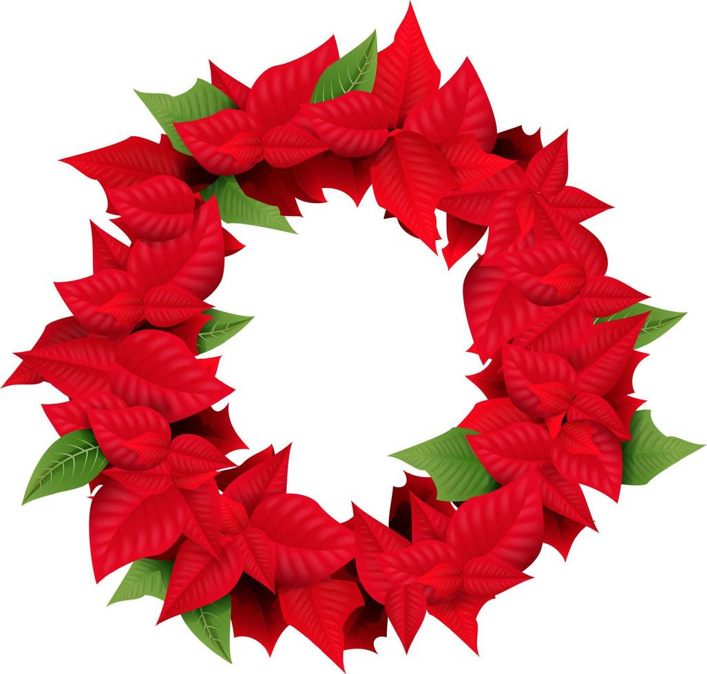 Christmas Decoration with Poinsettia Euphorbia pulcherrima on White Background vector