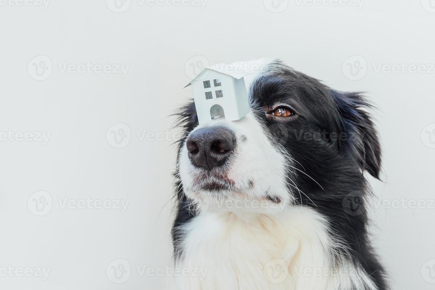 Funny portrait of cute puppy dog border collie holding miniature toy model house on nose, isolated on white background. Real estate mortgage property sweet home dog shelter concept photo