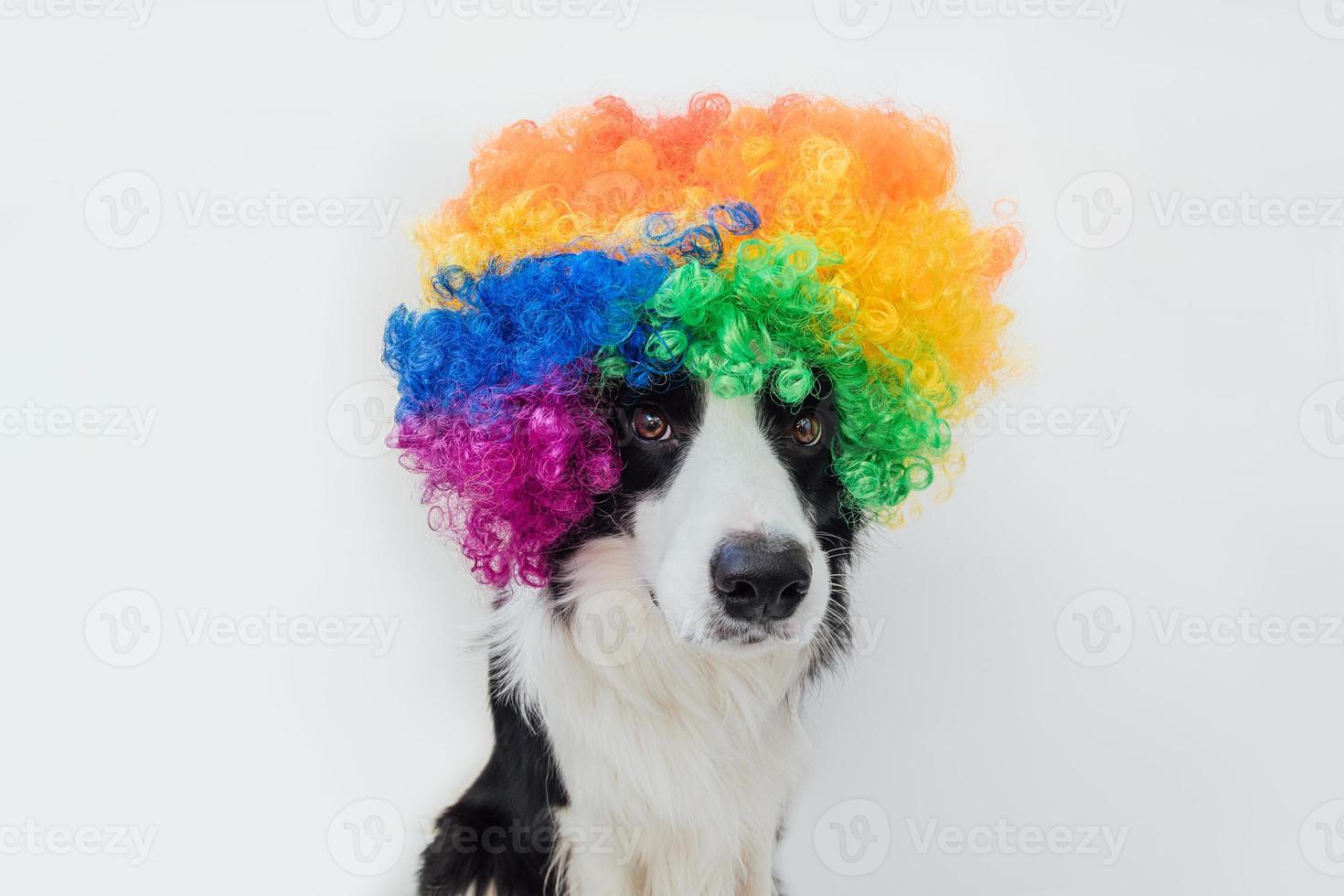 Cute puppy dog with funny face border collie wearing colorful curly clown wig isolated on white background. Funny dog portrait in clown costume in carnival or halloween party. Pet dog in circus. photo