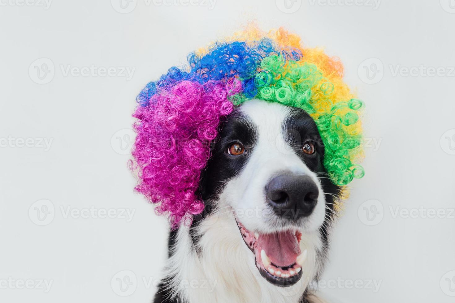 Cute puppy dog with funny face border collie wearing colorful curly clown wig isolated on white background. Funny dog portrait in clown costume in carnival or halloween party. Pet dog in circus. photo