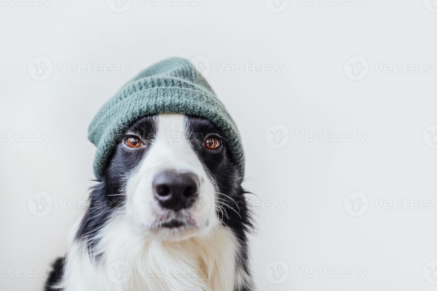 Funny portrait of cute smiling puppy dog border collie wearing warm knitted clothes hat isolated on white background. Winter or autumn portrait of new lovely member of family little dog. photo