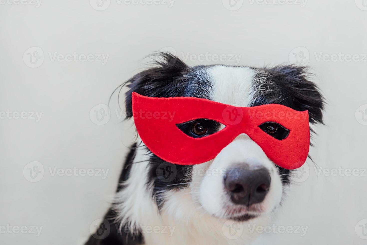 Funny portrait of cute dog border collie in superhero costume isolated on white background. Puppy wearing red super hero mask in carnival or halloween. Justice help strenght concept. photo