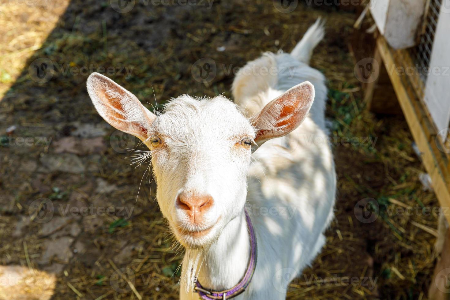 Cute free range goatling on organic natural eco animal farm freely grazing in yard on ranch background. Domestic goat graze in pasture. Modern animal livestock, ecological farming. Animal rights. photo