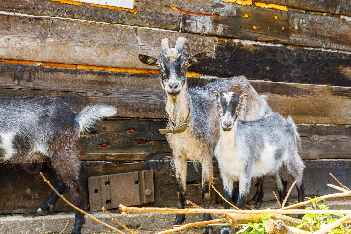 Modern animal livestock. Cute goat relaxing in yard on farm in summer day. Domestic goats grazing in pasture and chewing, countryside background. Goat in natural eco farm growing to give milk cheese photo