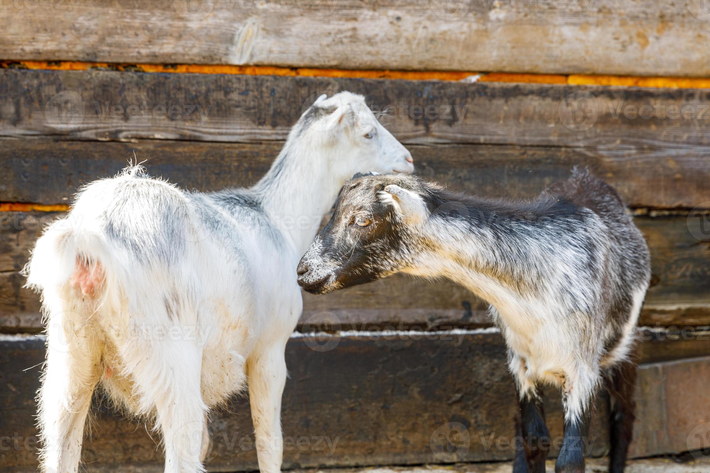 Cute free range goatling on organic natural eco animal farm freely grazing  in yard on ranch background. Domestic goat graze in pasture. Modern animal  livestock, ecological farming. Animal rights. 5357095 Stock Photo