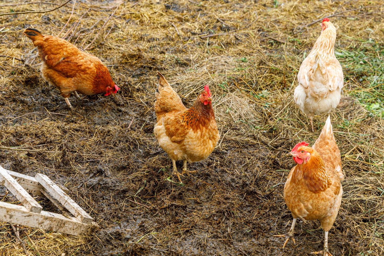 Free range chicken on organic animal farm freely grazing in yard on ranch background. Hen chickens graze on natural eco farm. Modern animal livestock and ecological farming. Animal rights concept. photo