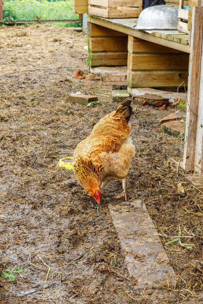 Free range chicken on organic animal farm freely grazing in yard on ranch background. Hen chickens graze on natural eco farm. Modern animal livestock and ecological farming. Animal rights concept. photo