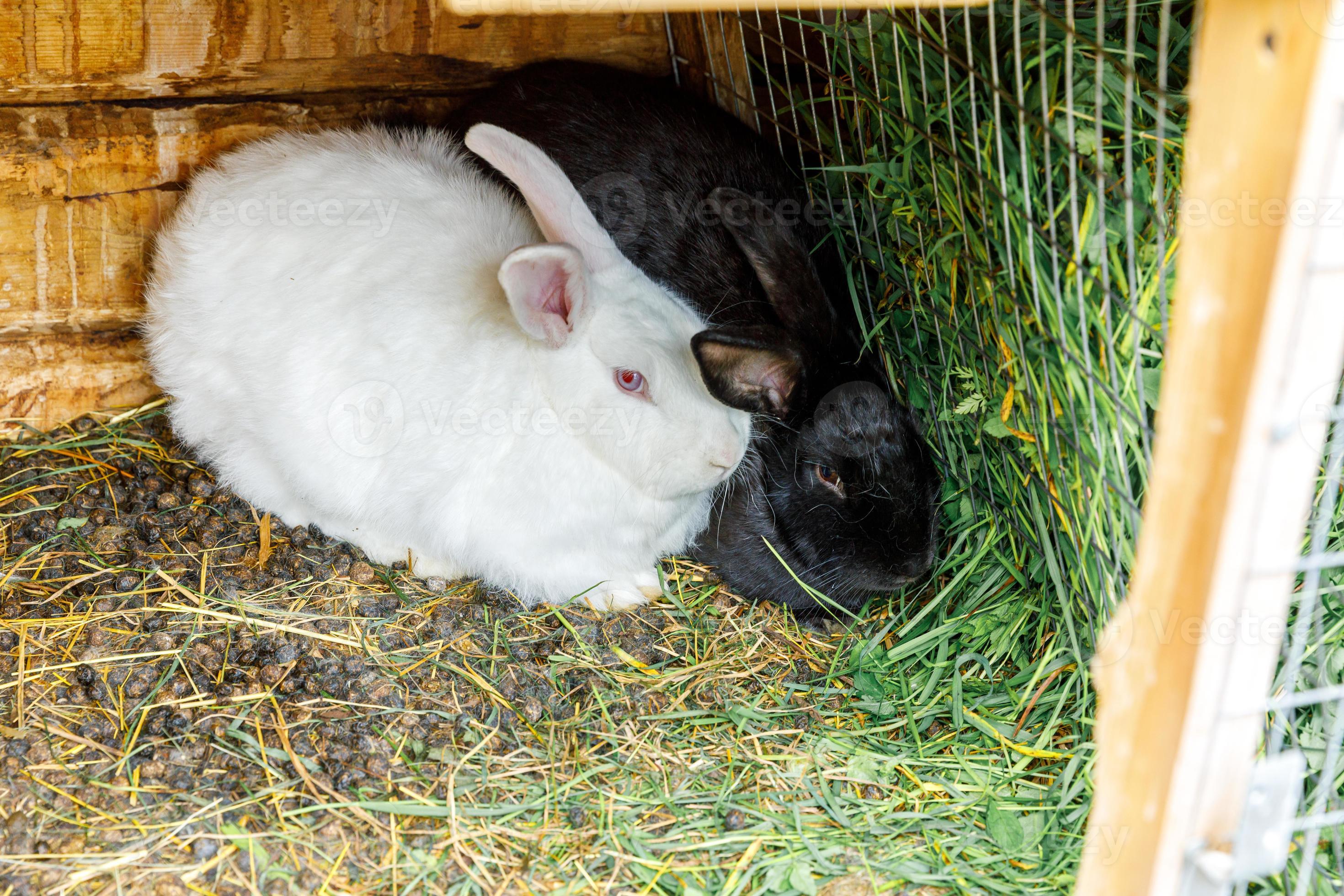 Small feeding white and black rabbits chewing grass in rabbit-hutch on animal farm, barn ranch background. Bunny in hutch on natural eco farm. Modern animal livestock and ecological farming concept. 5357106 Stock Small feeding white and black rabbits chewing grass in rabbit-hutch on animal farm, barn ranch background. Bunny in hutch on natural eco farm. Modern animal livestock and ecological farming concept. 5357106 Stock