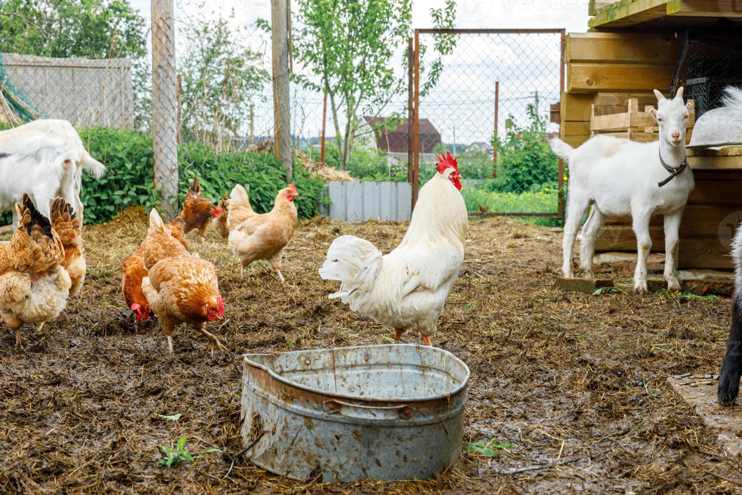 Goat and free range chicken on organic animal farm freely grazing in yard on ranch background. Hen chickens domestic goat graze in pasture. Modern animal livestock, ecological farming. Animal rights. photo