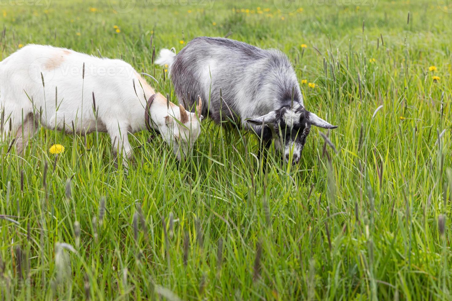 lindo cabrito de rango libre en una granja de animales ecológicos orgánicos pastando libremente en el fondo del prado. la cabra doméstica pasta masticando en pastos. ganadería animal moderna, agricultura ecológica. derechos animales. foto