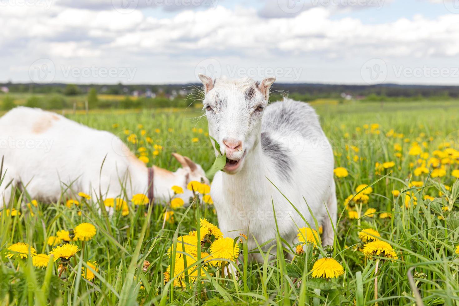 Cute free range goatling on organic natural eco animal farm freely grazing in meadow background. Domestic goat graze chewing in pasture. Modern animal livestock, ecological farming. Animal rights. photo