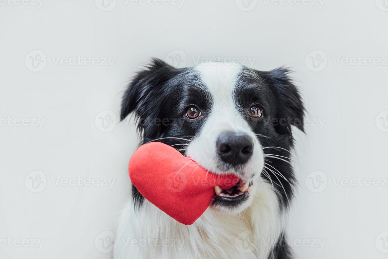 S t. concepto de día de san valentín. retrato divertido lindo cachorro border collie sosteniendo corazón rojo en la boca aislado sobre fondo blanco, de cerca. encantador perro enamorado en el día de san valentín da regalo. foto