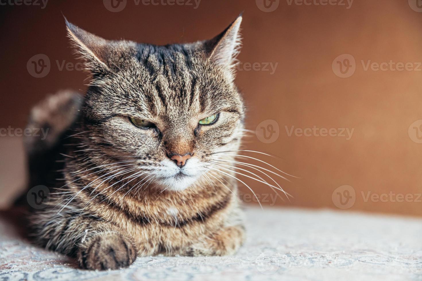 Funny portrait arrogant short-haired domestic tabby cat relaxing at home. Little kitten lovely member of family playing indoor. Pet care health and animal concept. photo