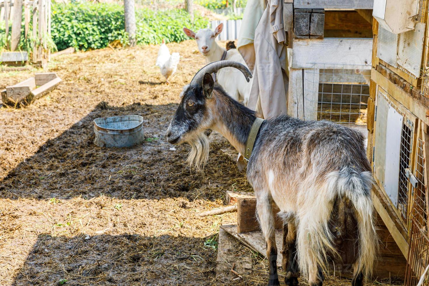 Modern animal livestock. Cute goat relaxing in yard on farm in summer day. Domestic goats grazing in pasture and chewing, countryside background. Goat in natural eco farm growing to give milk cheese photo