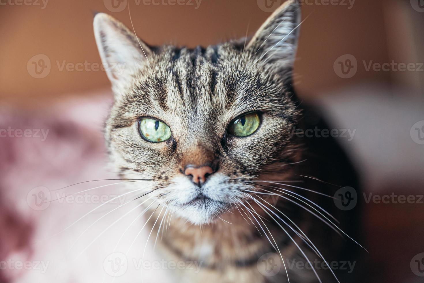 Funny portrait arrogant short-haired domestic tabby cat relaxing at home. Little kitten lovely member of family playing indoor. Pet care health and animal concept. photo