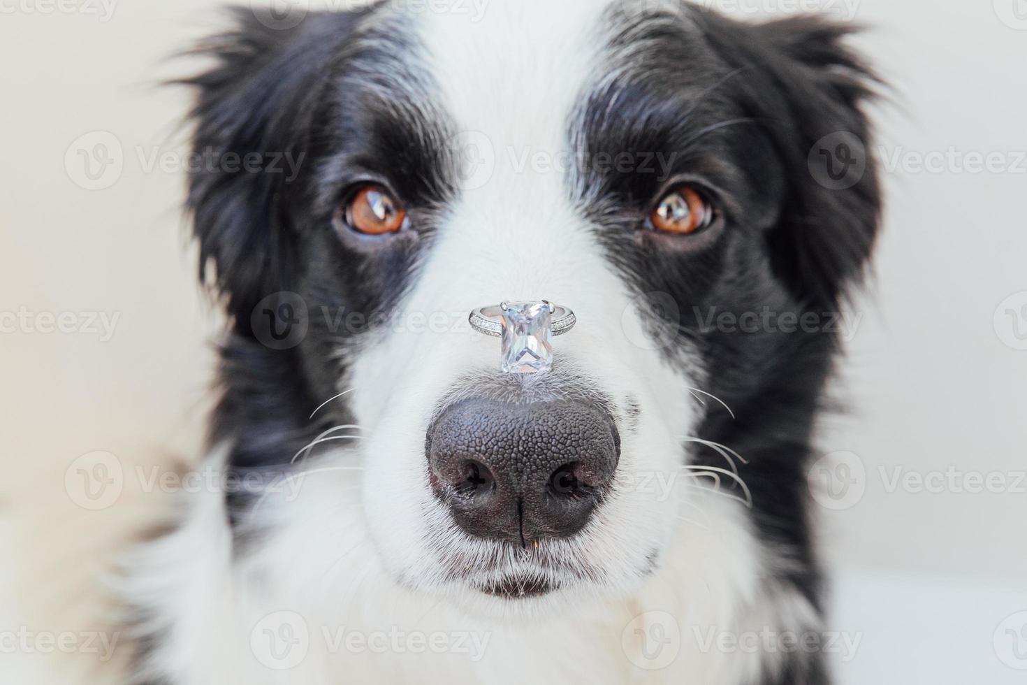 Te casarías conmigo. divertido retrato de lindo cachorro border collie sosteniendo anillo de bodas en la nariz aislado sobre fondo blanco. compromiso, matrimonio, concepto de propuesta foto