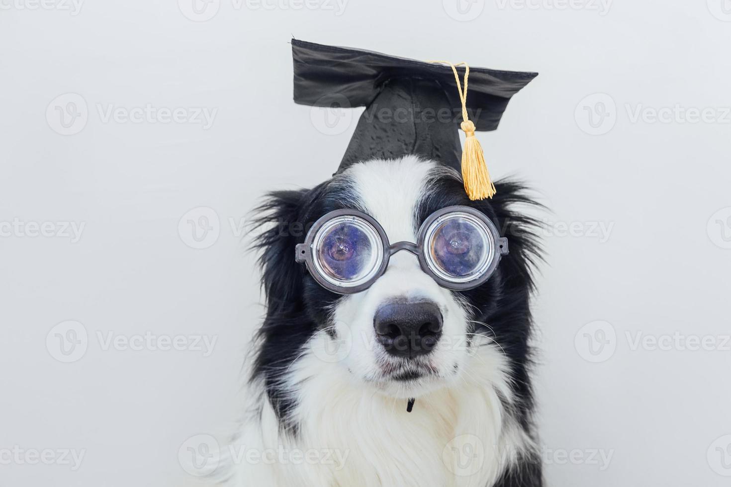 Funny puppy dog border collie with graduation cap eyeglasses isolated on white background. Dog gazing in glasses grad hat like student professor. Back to school. Cool nerd style, Funny pet photo