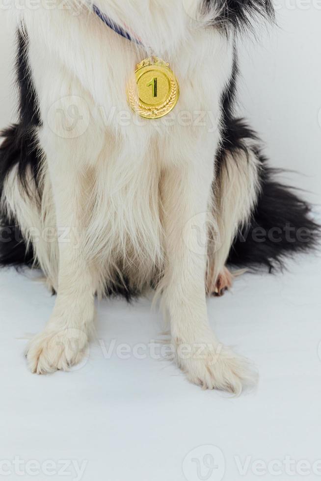 cachorro perro pwas border collie con ganador o campeón medalla de trofeo de oro aislado sobre fondo blanco. perro campeón ganador. victoria primer lugar de la competencia. concepto ganador o de éxito. foto