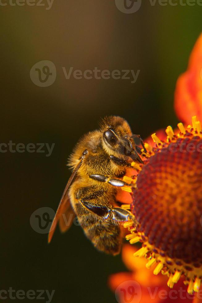 Honey bee covered with yellow pollen drink nectar, pollinating flower. Inspirational natural floral spring or summer blooming garden background. Life of insects, Extreme macro close up selective focus photo