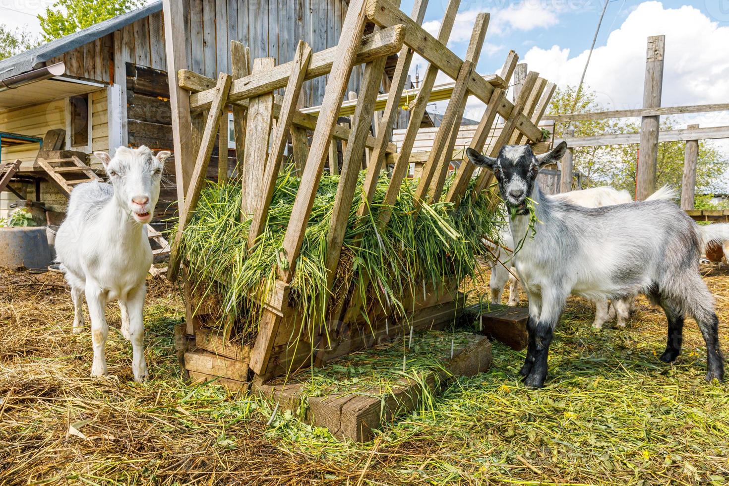 Modern animal livestock. Cute goat relaxing in yard on farm in summer day. Domestic goats grazing in pasture and chewing, countryside background. Goat in natural eco farm growing to give milk cheese photo