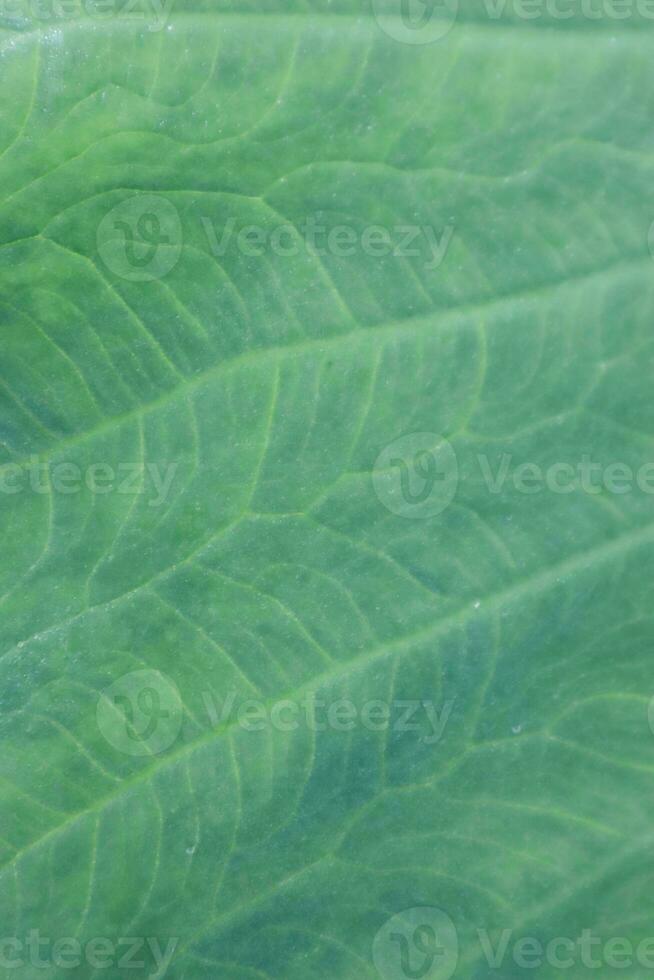 A Detail of Asymmetric Leaf Surface with Beautiful Pattern and Amazing Veins photo